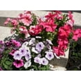thumbnail image 2 of 250 MIXED COLORS PETUNIA Flower Seeds, 2 of 5
