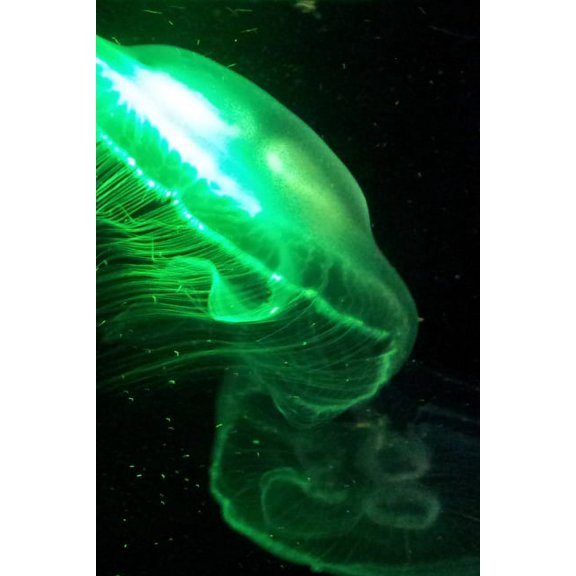 Aquarium: Qualle unter Licht (Paperback)