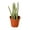 4_SUCC_SENECIO_PICKLE.PLANT, variant on Senecio Stapeliiformis "Candy Cane" PIckle Succulent - Live Air-Purifying Indoor Plant in Nursery Pot – Easy Care, Low Maintenance Houseplant for Home & Office Decor, Natural Air Cleaner, Best for