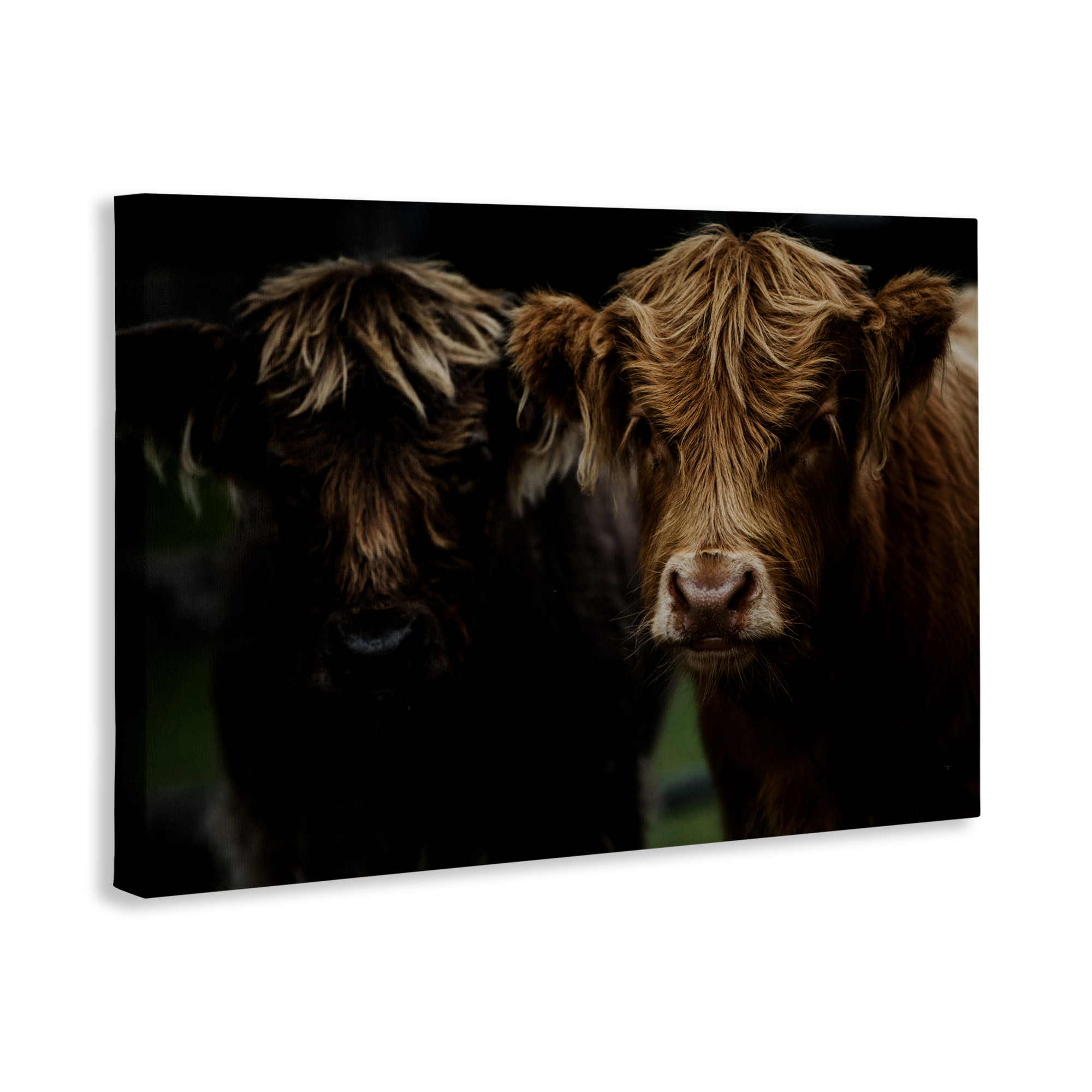 Cow Faces Highland Pair Canvas Wall Art, design by Amy Carroll