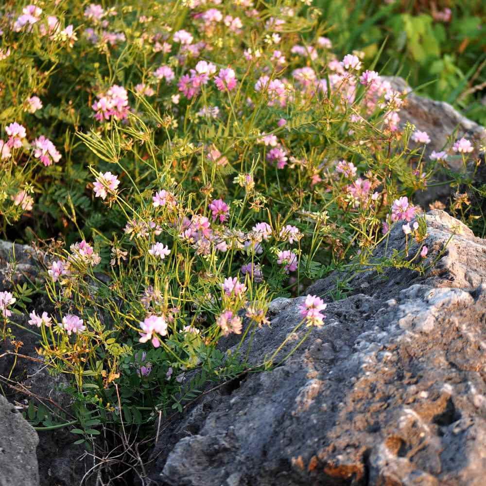 Drought Tolerant Crown Vetch Seeds For Erosion Control or Ground Cover Plant - 1 LB