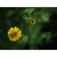 thumbnail image 3 of Bonin, Suzanne 14x12 Black Modern Framed Museum Art Print Titled - Yellow Chamomile, 3 of 5