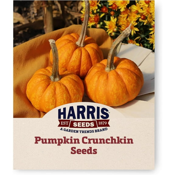 Harris Seeds - Treated Pumpkin Crunchkin F1 Non-GMO Vegetable - 25 Seeds