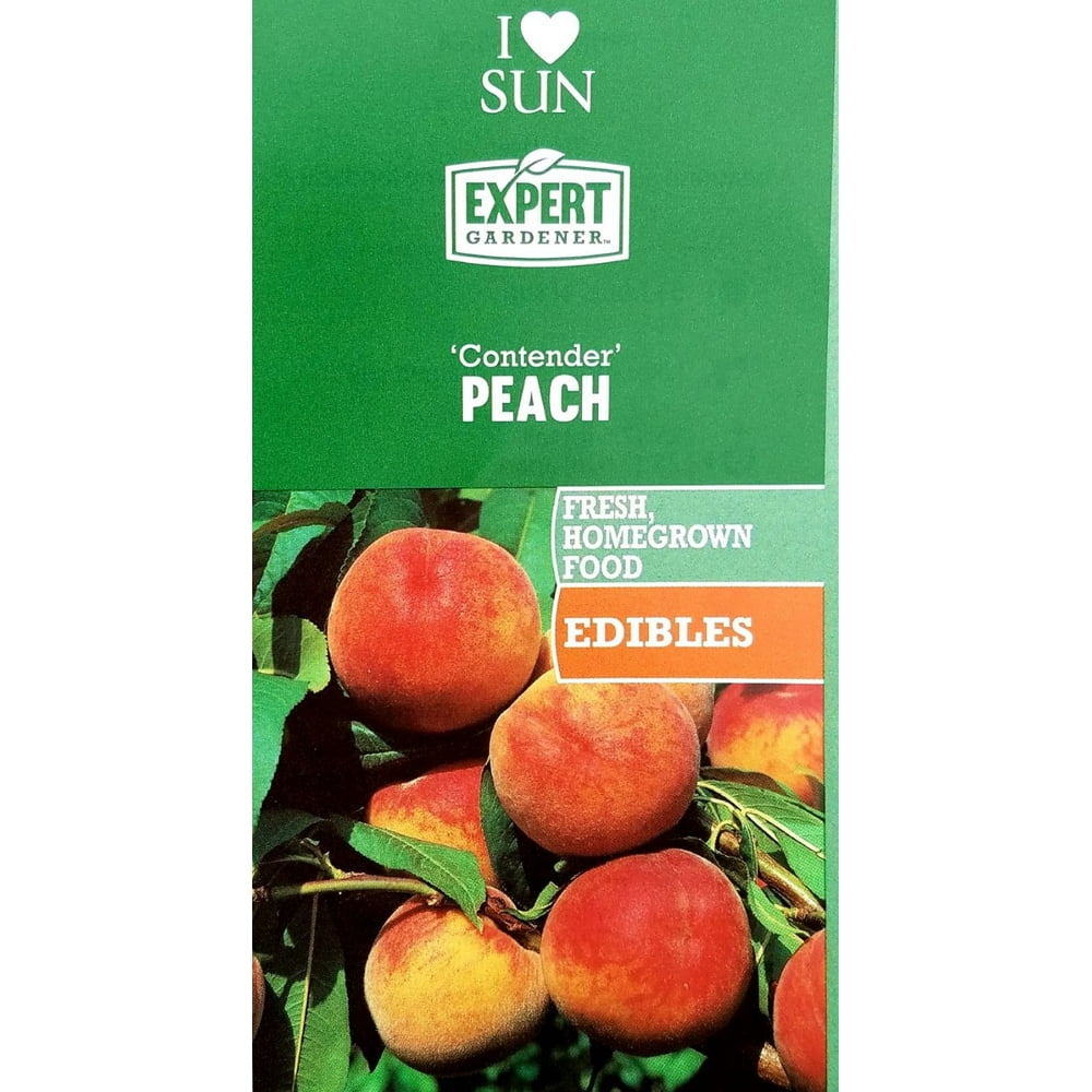 Expert Gardener 3.25G Contender Peach Fruit Tree - Walmart ...