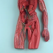 Axis Scientific Human Lymphatic System Model for Adults
