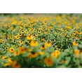 thumbnail image 3 of Brown-Eyed Susan Wildflower/ Biennal/ Full Sun/250 Seeds, 1/4 Gram/ Zellajake Farm and Garden - B116, 3 of 5