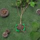 thumbnail image 4 of Caja de raíces de plantas Bola de propagación Caja de raíces de plantas de jardín Dispositivo de injerto asistido Cortador de raíces botánico y controlador de raíces, verde (12 piezas), Ver, 4 of 5