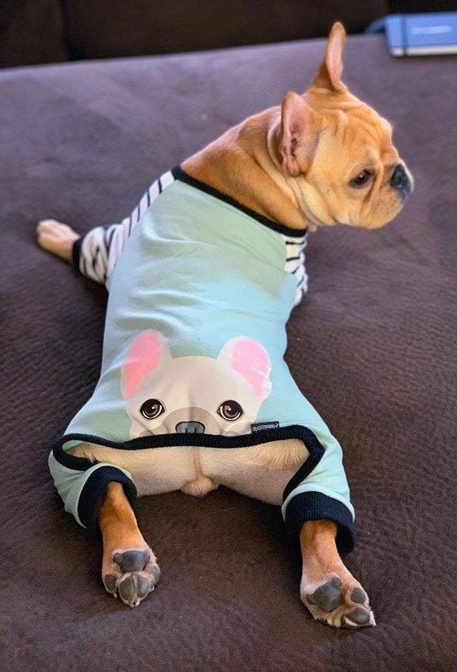 Frenchie clothing clearance