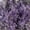 Purple, variant on Member's Mark Limonium, 60 Stems, choose color