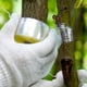 thumbnail image 3 of Cintas de injerto NikouMX 1/5 piezas Cinta autoadhesiva de injerto de plantas, 3 of 6