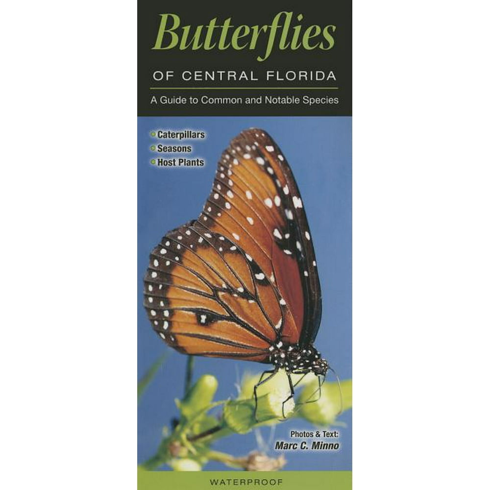 Butterflies of Central Florida A Guide to Common & Notable Species