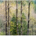 thumbnail image 2 of Gulin, Sylvia 15x15 White Modern Wood Framed Museum Art Print Titled - USA-Washington State-Fall City Cottonwoods just budding out in the spring along the Snoqualmie River, 2 of 4