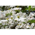 thumbnail image 6 of 10 Seeds American WHITE FLOWERING DOGWOOD Small Tree Cornus Florida Seeds, 6 of 7