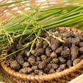 thumbnail image 3 of Namhya Nut Grass or Musta Improves Digestion & Helps in Skin Allergies 3.5 oz, 3 of 5