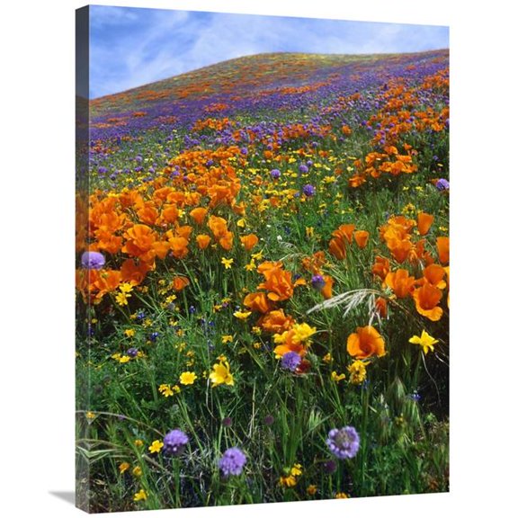 24 x 32 in. California Poppy & Other Wildflowers Growing on Hillside, Spring, Antelope Valley, California - Vertical Crop Art Print - Time Fitzharris