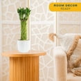 thumbnail image 3 of 14" Tall Lucky Bamboo, Low Indirect Sunlight, Indoor Live House Plants, 3 of 7