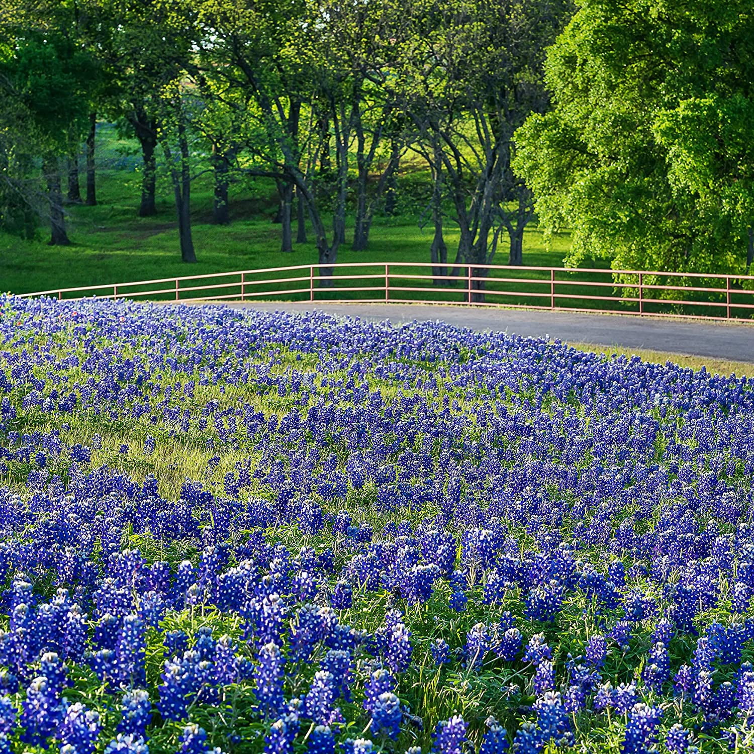 Outsidepride Texas Bluebonnet Wildflowers Seed - 1 lb