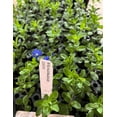 thumbnail image 5 of Pack 2 Blue Daze Evolvulus Plants Evolvulus Glomeratus Dwarf Morning Glory Plants 3-4 Inch Tall, 5 of 6