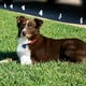 thumbnail image 3 of Correa de nailon resistente para collar de perro, compatible con casi todas las marcas y modelos. MFZFUKR CPB-US-YY44-4, 3 of 5