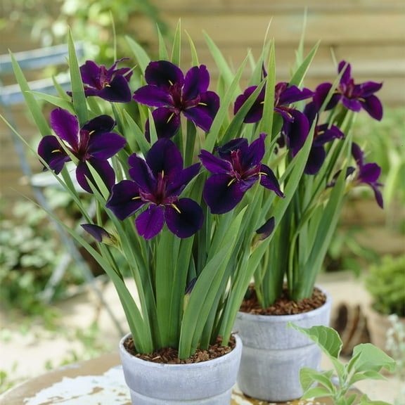 Van Zyverden Louisiana Iris Black Gamecock Set of 3 Plant Roots Purple Full Sun Easy to Grow 2 lbs