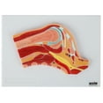 thumbnail image 6 of Axis Scientific Shoulder Joint Section Anatomy Model, 6 of 9