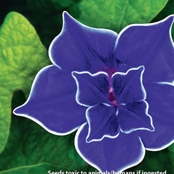 Ferry-Morse 500MG Morning Glory Blue Picotee Annual Flower Seeds