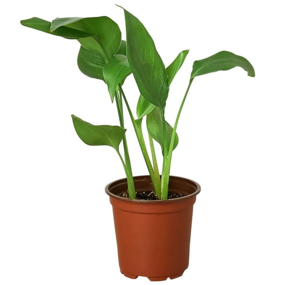 White Bird of Paradise Strelitzia Nicolai Live Plant for Indoor | Different Houseplants in 4'' & 6'' Pot | Real House Plant for Living Room, Office & Desk | Strelitzia Nicolai