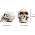thumbnail image 2 of Modelo de cráneo humano de tamaño natural, réplica 1:1, cráneo humano adulto realista, 2 of 5