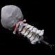 thumbnail image 5 of 2X Vértebra Cervical Arteria Columna Vertebral Nervios Vertebrales Modelo AnatóMico Anatomía para la Ciencia Estudio en El Aula Exhibición Doctora Modelo Médico, 5 of 5