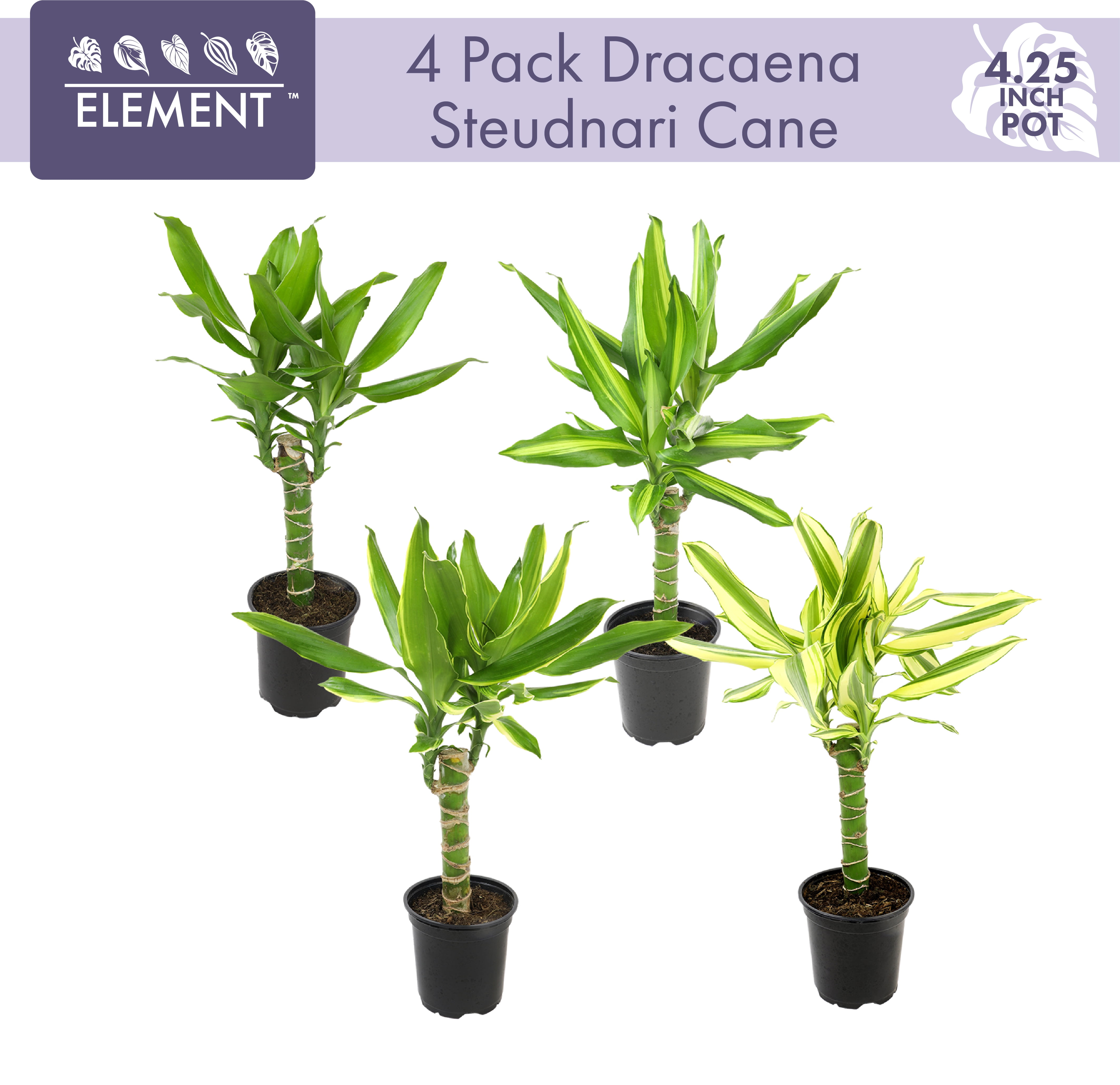 ELEMENT BY ALTMAN PLANTS 4 PACK OF 4.25" Dracaena Steudneri "Moonlight