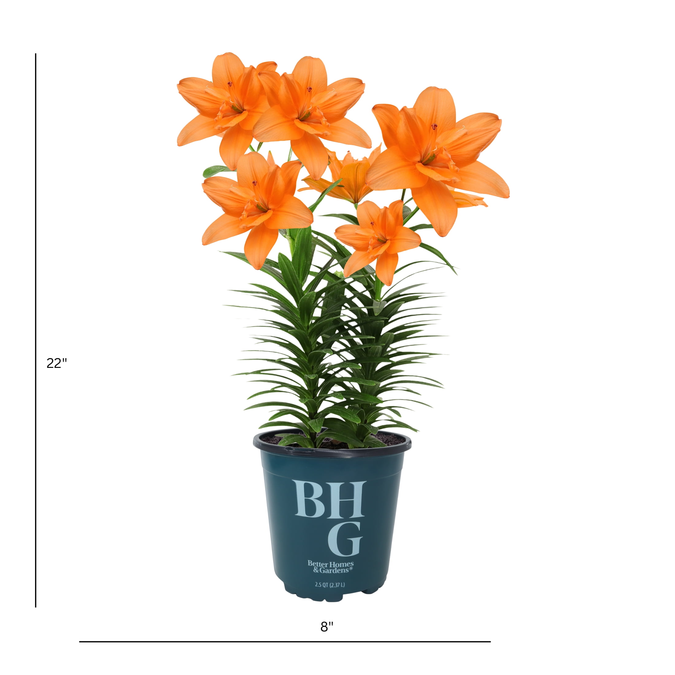 Better Homes and Gardens Outdoor Live Plant Asiatic Lily Tiny Better Homes and Gardens Outdoor Live Plant Asiatic Lily Tiny