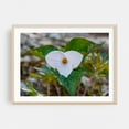 thumbnail image 2 of Trillium Bloom in the Appalachians in Spring - Virginia Photography Flowers Botanical Nature Floral Garden Woodland Scenic Unframed Wall Art Print 5 x 7 inches, 2 of 7