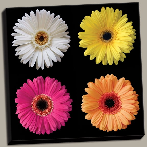 Gerber Group I Beautiful Flower Pink Classy Classic Orange Durable Photograph Daisy Canvas 12x12