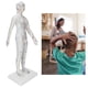 thumbnail image 5 of Modo de acupuntura con base, modelo de meridianos de acupuntura didáctica, modelo de acupuntura, modelo de acupuntura humana, respuesta rápida, 5 of 14