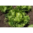 thumbnail image 2 of 3000 *SEEDS - Iceberg Lettuce - Lactuca Sativa Vegetable Seeds, 2 of 2