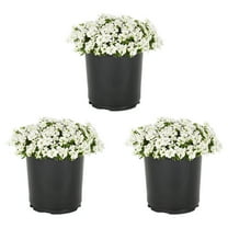 Expert Gardener 2.5QT White Iberis Live Perennial Plant Sun 3-Pack