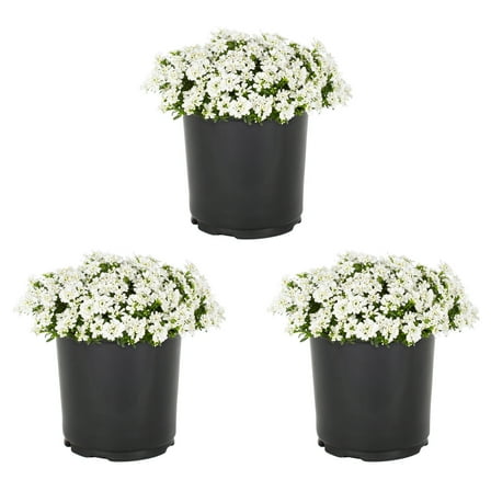 Expert Gardener 2.5QT White Iberis Live Perennial Plant Sun 3-Pack