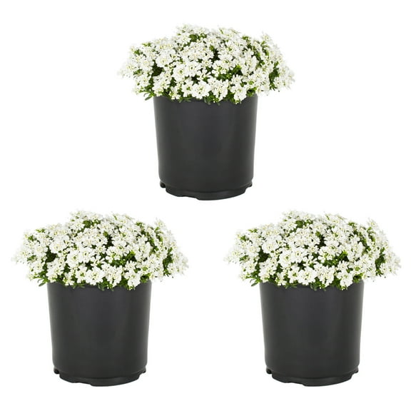 Expert Gardener 2.5QT White Iberis Live Perennial Plant Sun 3-Pack