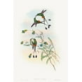 thumbnail image 2 of Gould, John 17x24 White Modern Wood Framed Museum Art Print Titled - Spathura peruana-Peruvian Racket-Tail, 2 of 4