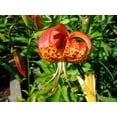thumbnail image 6 of 10 Seeds LEOPARD LILY California Tiger Lily Panther Lilium Pardalinum Yellow Orange Red Spotted Native Flower Seeds, 6 of 10