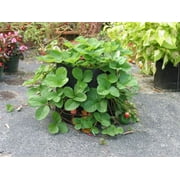 SMART POT 5 Gallon Fabric Grow Bag مع مقابض مقطوعة - أسود