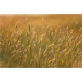 thumbnail image 1 of Grass Poster Print, 38 x 24, 1 of 1