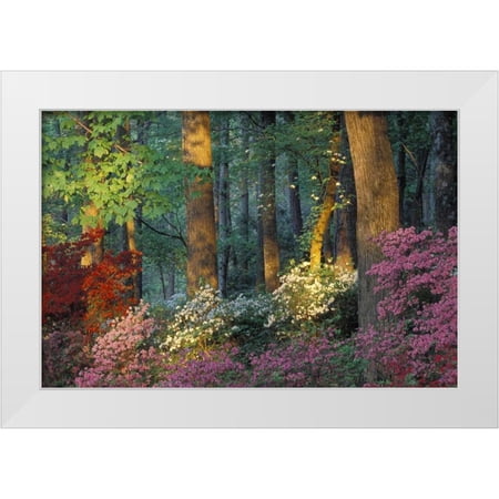 Rotenberg, Nancy 14x11 White Modern Wood Framed Museum Art Print Titled - USA, Georgia, Azalea forest