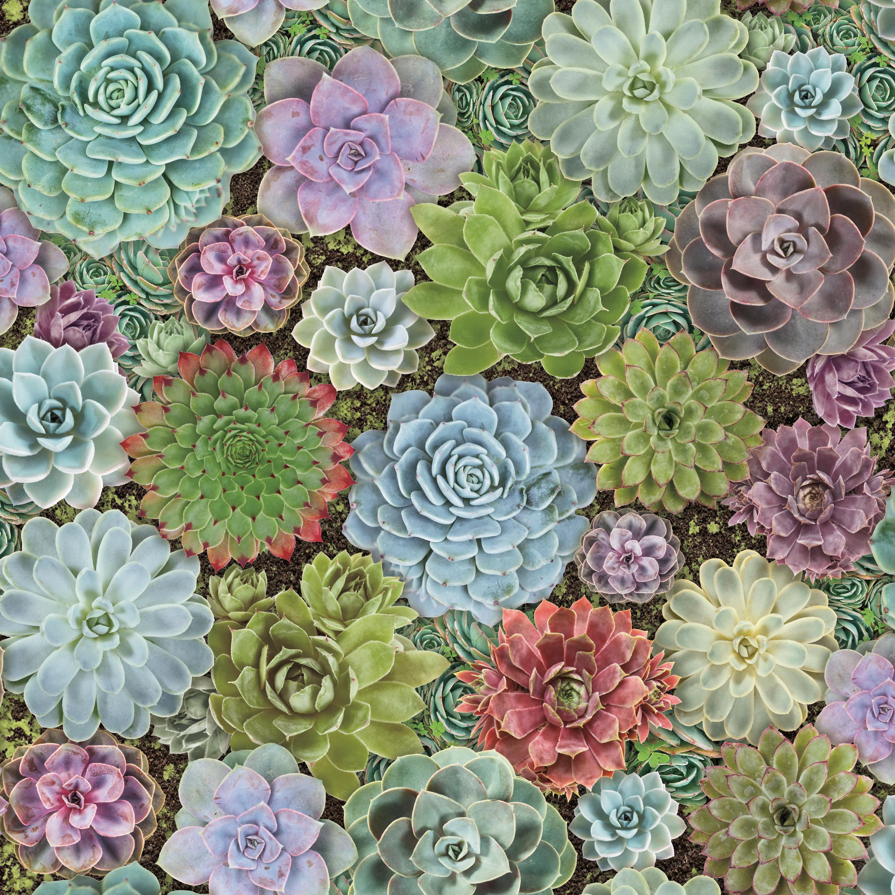 RoomMates Succulents Floral Peel and Stick Wallpaper - Multicolor