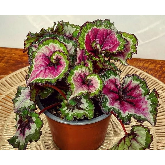 Rex Begonia-Assorted-Tropical Foliage Plant  8" Hanging Basket