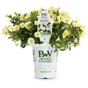 Proven Winners 1.56PT Calibrachoa Sbrbls Yellow Chiffon