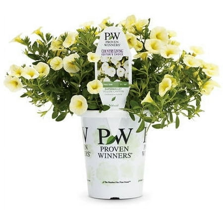 Proven Winners 1.56PT Calibrachoa Sbrbls Yellow Chiffon