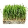 thumbnail image 2 of 3.5 Lb Non-GMO Organic Whole Oat Groats (w/ Husk) - Gluten Free Organic Oats - Whole Oats Organic for Sprouting, Steel Cut Oats Organic, Oat Berries, Oat Flour Organic, Oat Rice, and Livestock Feed 3.5 Pound (Pack of 1), 2 of 7