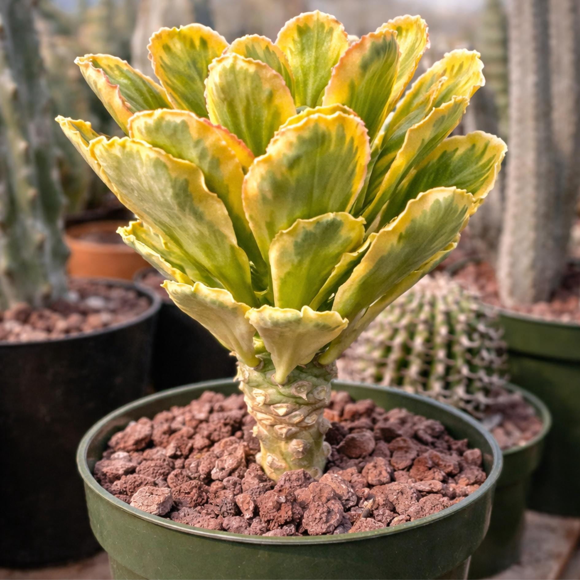 Variegated Euphorbia Poissonii - Rare Variegated Succulent Plant - Exotic Indoor Plant - Unique Houseplant Gift (no leaves)