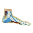 thumbnail image 2 of HILABEE Anatomical Foot Model Functional with Digital Signs for Medical Practice Clinics Normal Foot, 2 of 9